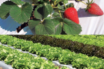 LONA P/ MULCHING